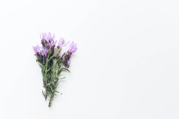 spanish lavender from above - cut flowers white small still life imagens e fotografias de stock