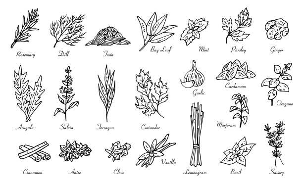 kitchen herbs and spices, vector doodle sketch kitchen herbs and spices, vector doodle sketch set food cake tea sketch stock illustrations