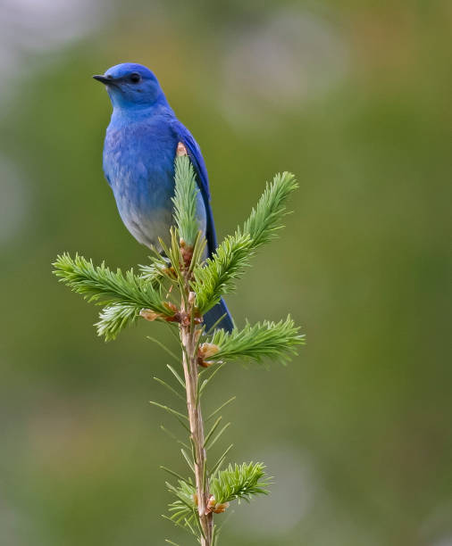 산파랑지빠귀 - mountain bluebird bird bluebird blue 뉴스 사진 이미지