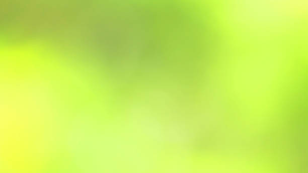 istock Bokeh green abstract background. Blurred leaves in nature. 859199564