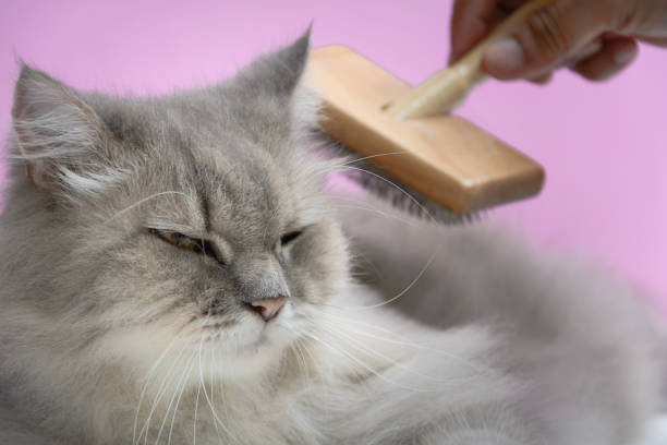 istock Brush the cat fur comb on a wooden table 859201970
