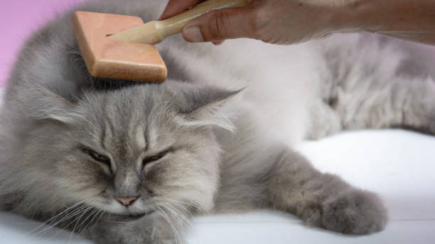 istock Brush the cat fur comb on a wooden table 859201986