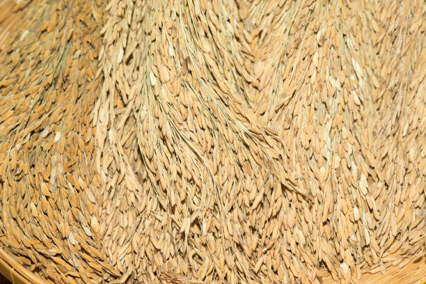 istock Rice grain yellow jasmine ripe rice. 859202236