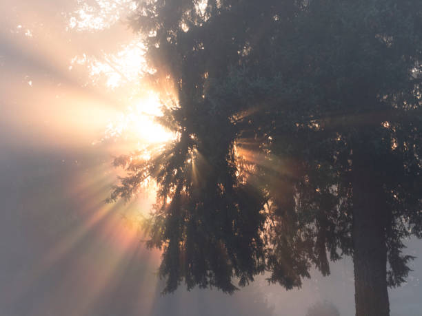 Trees with bright sun and heavy fog Sunrise sky. Almost a Silhouette, but has some underlying colors. Located in Oregon. Taken in a horizontal format.