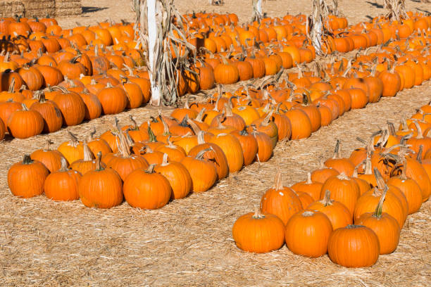 istock Pumpkins in Rows For Sale at a Pumpkin Patch 859207298
