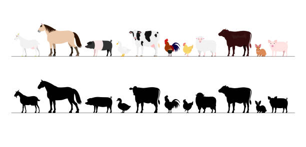 ilustrações de stock, clip art, desenhos animados e ícones de farm animals border set - chicken silhouette animal rooster