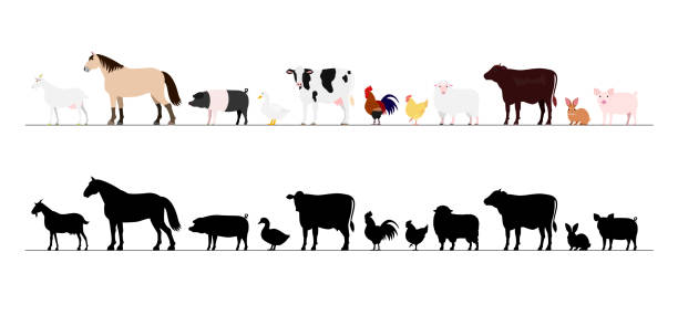 ферма животных границы набор - chicken silhouette animal rooster stock illustrations