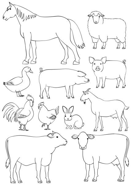 Farm animals line art set Farm animals line art set. black and white sheep stock illustrations