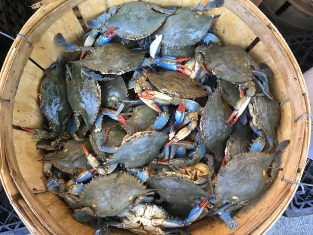 Photo of wicker basket with fresh blue crabs.