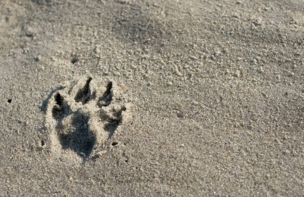 istock Paw Print in Sand 859210416