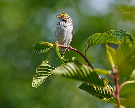 Savannah Sparrow perched on a stem of a branch with head turned.