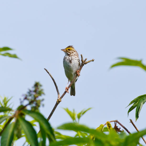 savannah sparrow - passerculus sandwichensis imagens e fotografias de stock