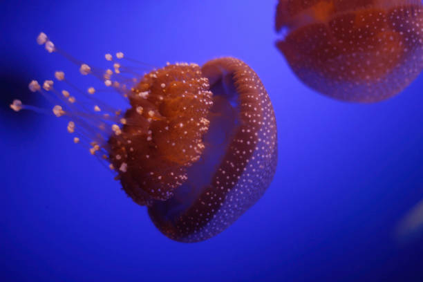 istock JellyFish in the water moving 859210916