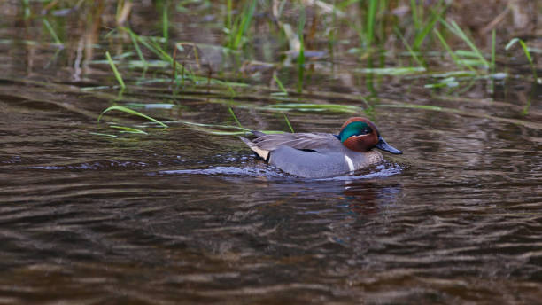 istock Male Green-winged Teal 859211270