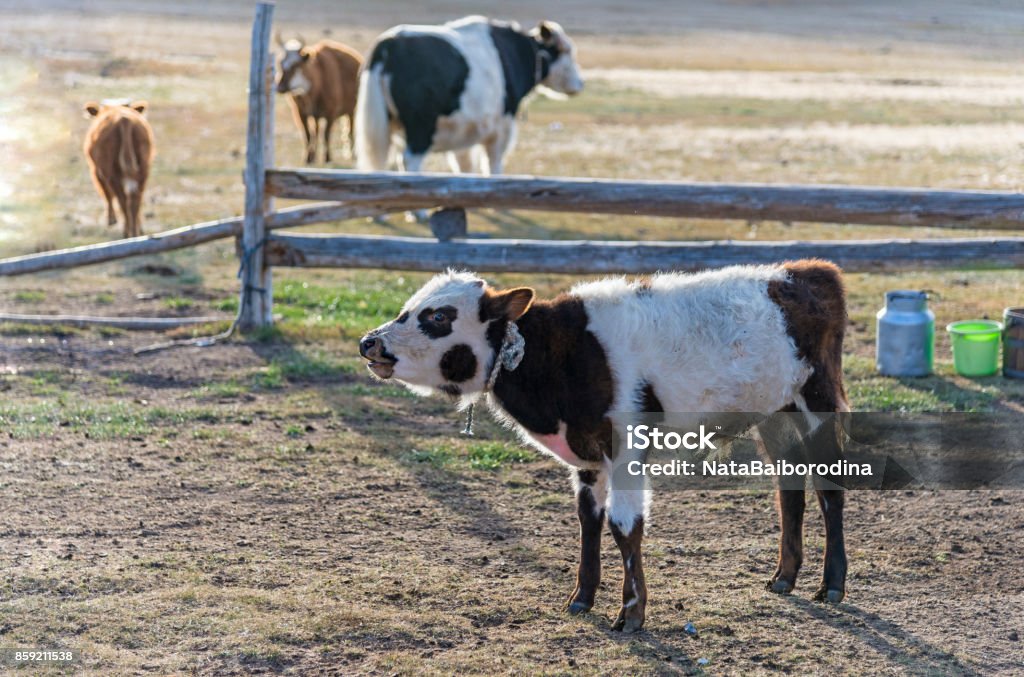 Sapi Many Anak Sapi Dan Sapi Di Peternakan Foto Stok - Unduh Gambar Sekarang ...