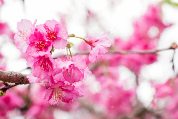 istock Pink sakura blossoms in Thailand 859214034