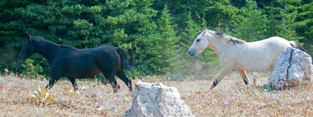abricot buckskin dun étalon et chevaux sauvages étalon noir en cours d’exécution dans la gamme de cheval sauvage pryor mountains dans le montana aux états-unis - corps dun animal photos et images de collection