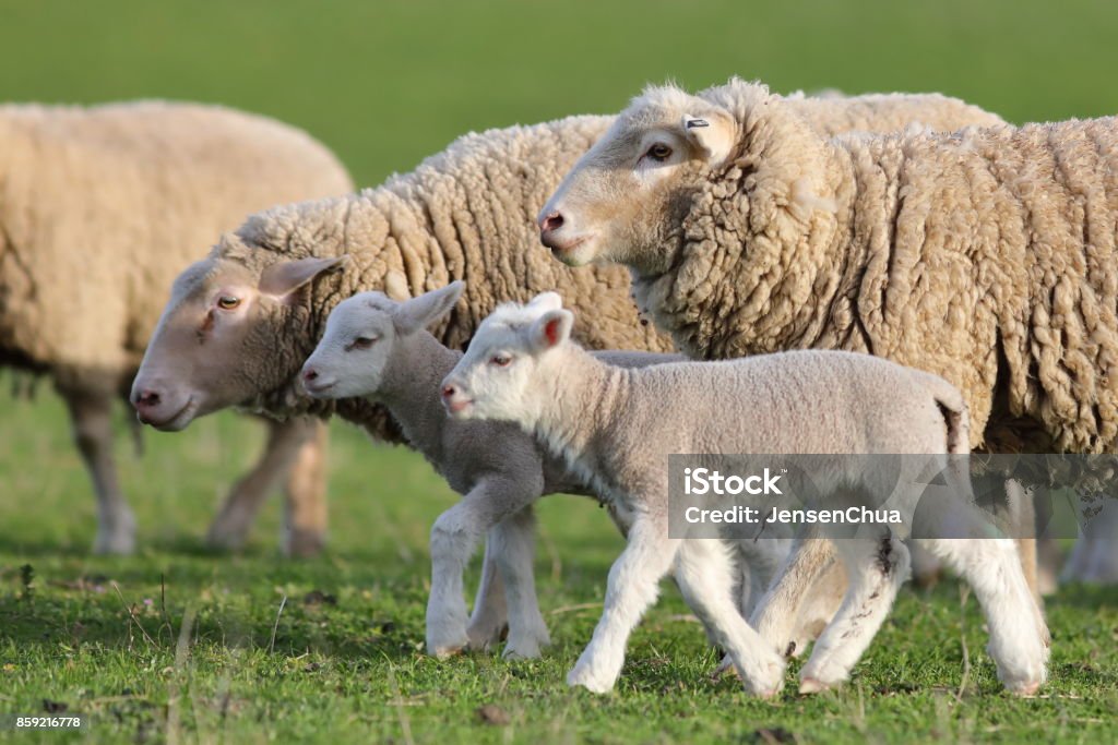 Sheep at green field 21 September 2017. A sheep family photographed at a sheep farm in Tasmania, South Australia. Australia Stock Photo