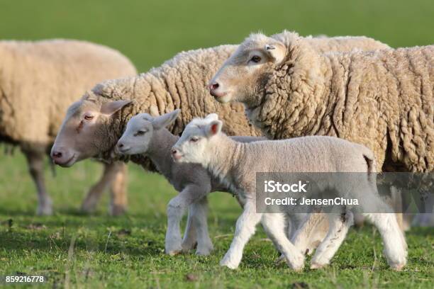 Sheep At Green Field Stock Photo - Download Image Now - Australia, Sheep, Agricultural Activity