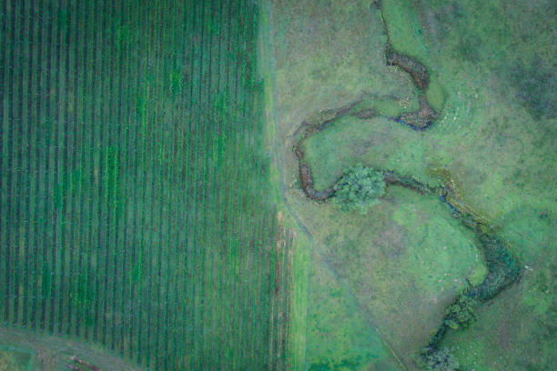 uprawa winorośli - vineyard hunter valley australia vine zdjęcia i obrazy z banku zdjęć