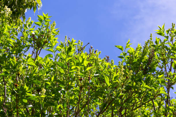 istock Brilliant green fig tree leaves shine brightly in the sun 859219920