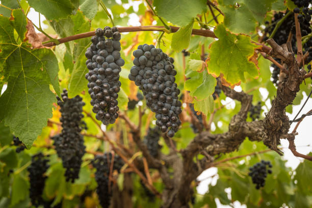 winogrona winne - vineyard hunter valley australia vine zdjęcia i obrazy z banku zdjęć