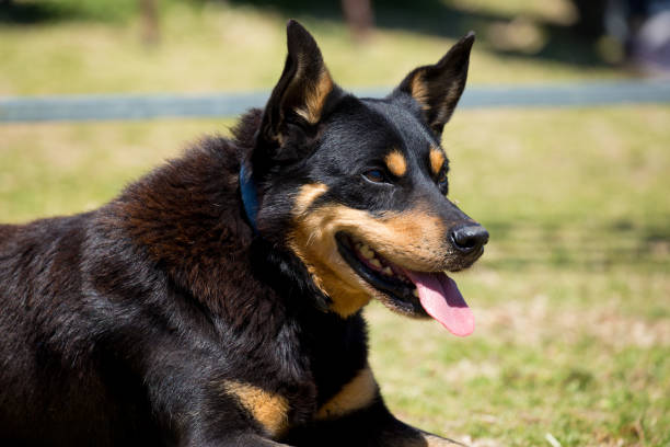 istock A working sheep dog Kelpie obediently awaits her master's command with tongue out 859220484