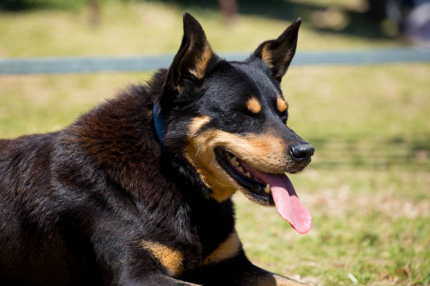 istock A working sheep dog Kelpie obediently awaits her master's command with tongue out 859220492