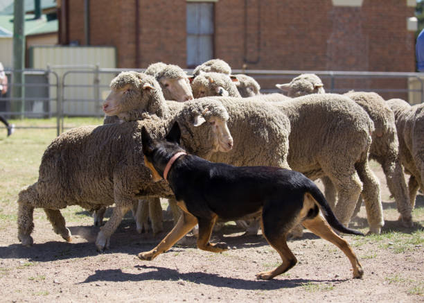 istock A bunch of sheep are kept in check by two working kelpie dogs 859220562