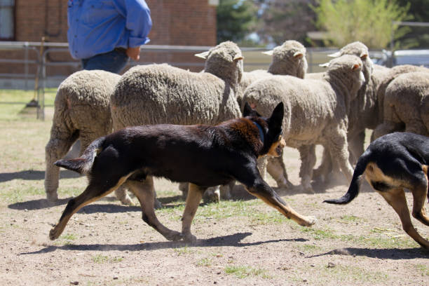 istock A bunch of sheep are kept in check by two working kelpie dogs 859220574