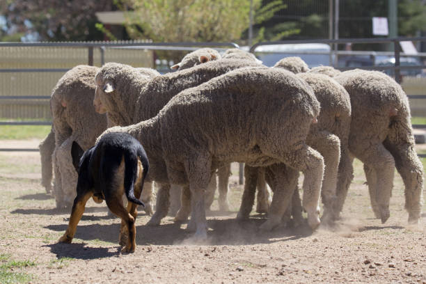 istock Working dog kelpie ensures that her flock of sheep is kept in line 859220588