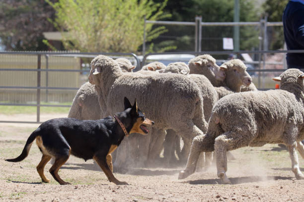 istock Working dog Kelpie stays close to her flock of sheep 859220596