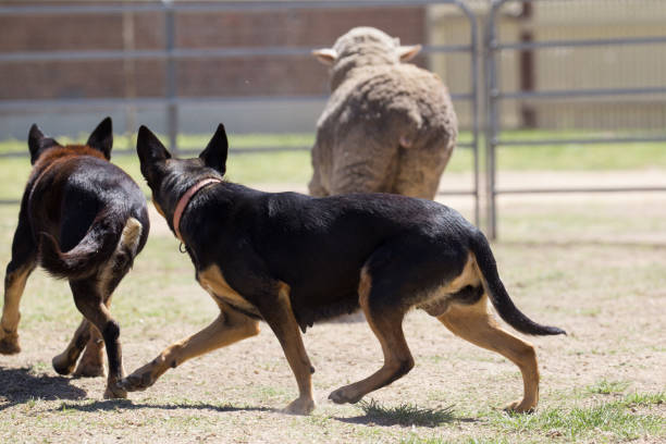 istock Working sheep dog kelpie keeps a tight rein on a flock of sheep 859220614