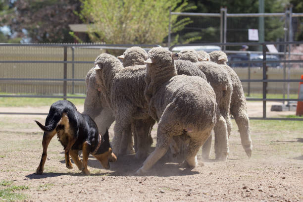 istock Working dog Kelpie stays close to her flock of sheep 859220628