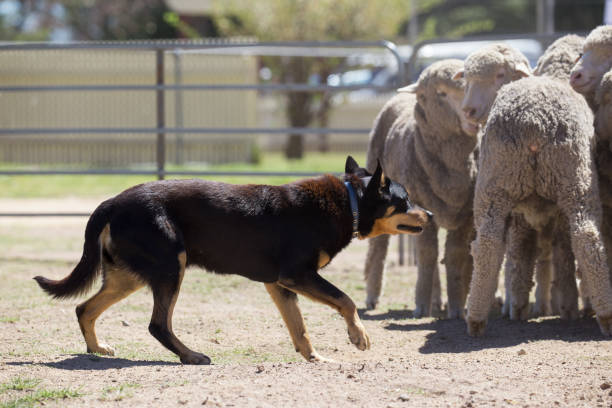 Australian sheep dog at work on the farm