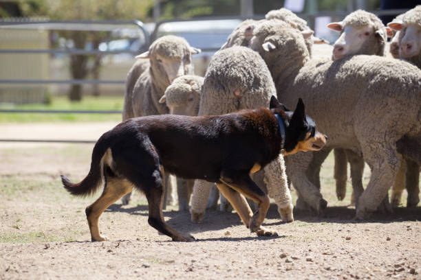 istock Working sheep dog kelpie keeps a tight rein on a flock of sheep 859220650