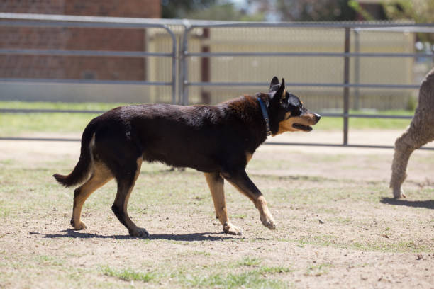 istock Working sheep dog kelpie keeps a tight rein on a flock of sheep 859220664