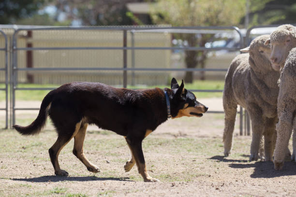 istock Working sheep dog kelpie keeps a tight rein on a flock of sheep 859220694