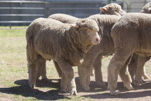 istock Sheep huddle in a bunch in a small pen during a sheep dog demonstration 859220698