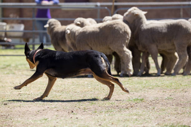 istock Running rings this sheep dog kelpie keeps the sheep from escaping 859220710