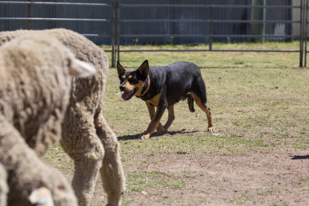 kelpie perro arrastra hacia un rebaño de ovejas - perro adiestrado fotografías e imágenes de stock