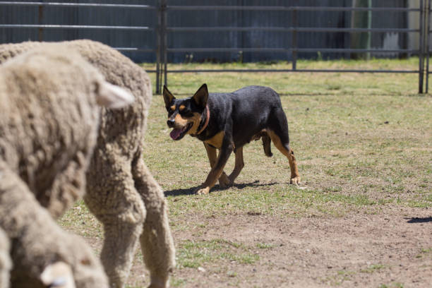 istock Kelpie sheep dog crawls towards a flock of sheep 859220712