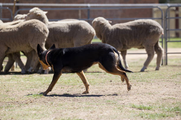 istock Running rings this sheep dog kelpie keeps the sheep from escaping 859220726