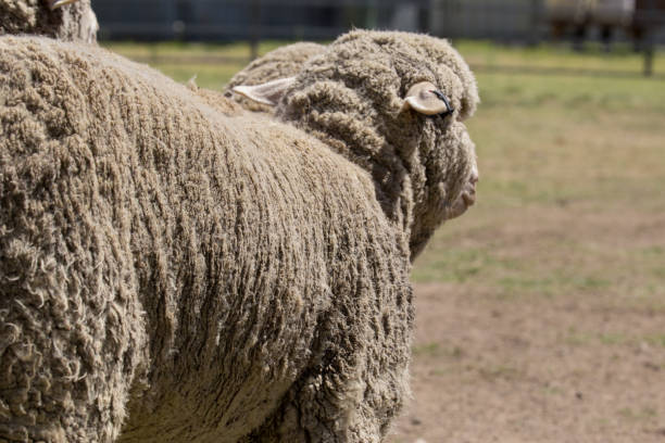 istock A single sheep looks out from the herd as it is rounded up in a demostration 859220728