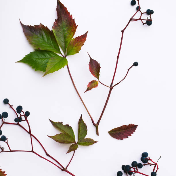 istock autumn leaf of wild grape on a white background 859220808