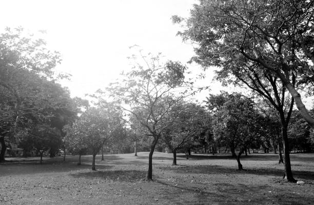 istock back and white grass field in big city park 859223588