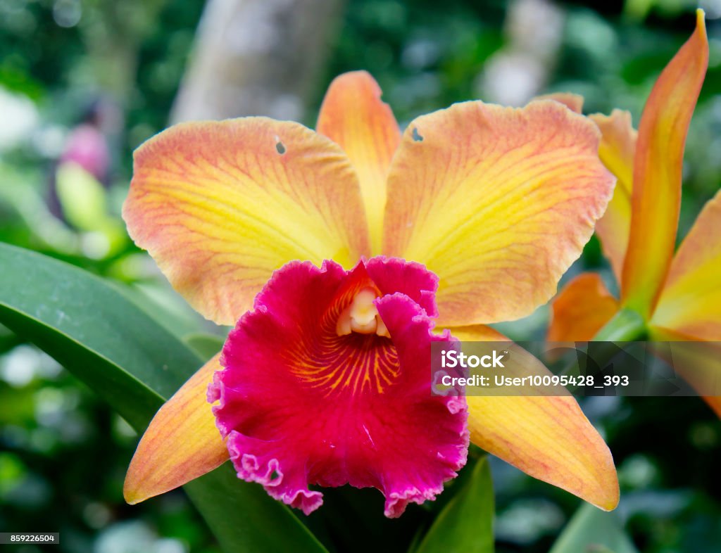 Foto de Orquídea Amarela Com Vermelho e mais fotos de stock de Amarelo -  Amarelo, Descrição de Cor, Estufa - iStock
