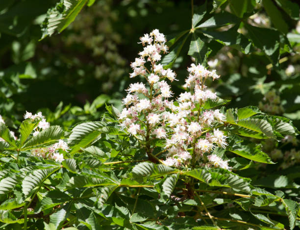 istock flowers of chestnut tree 859226746