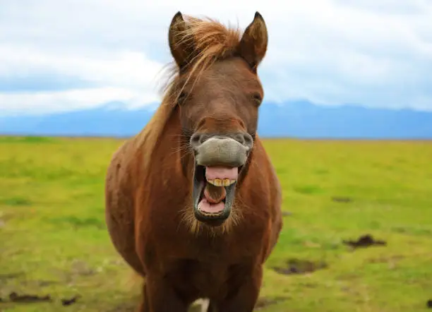 The funny grinning horse on the background of nature landscape of Iceland