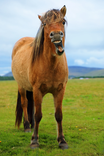 The funny grinning Icelandic horse on the background of nature landscape of Iceland